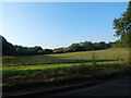 Sheep field, Burstall