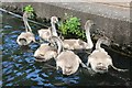 An Eyrar of Cygnets