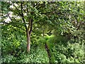 Footpath on Broadbent Gate Moors