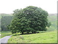 NT0829 : Clump of trees at Glencotho by M J Richardson