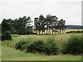 Scotscraig Golf Course, 6th hole, Pond