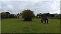 Horse Pasture near Heights Farm - Slingsby