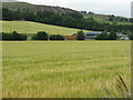 NT1032 : Barley at Glenholm by M J Richardson