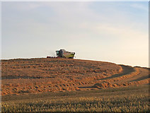 SD5301 : Wheat harvest West of Upholland Road by Gary Rogers