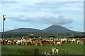 Cattle at Torremore, Dunbeath