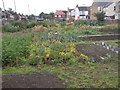 Allotments - Thrush Road