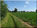 Sugar beet near St Peter