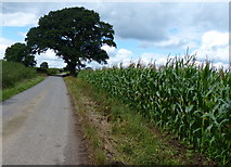 SK5301 : Maize growing next to the Lubbesthorpe Bridle Road by Mat Fascione