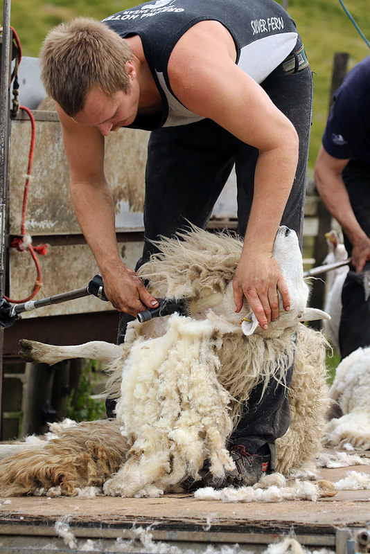 Sheep Shearing At Birkhill © Walter Baxter Geograph Britain And Ireland