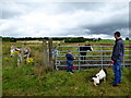 Looking at a foal and donkeys, Mullaghmore