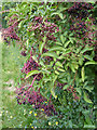 Ripening elderberries