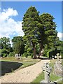 St Philip, Burwash Weald: churchyard (b)