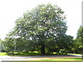 Turkey oak tree, Dulwich Park