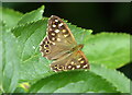 TR2261 : Speckled wood butterfly in Stodmarsh National Nature Reserve by pam fray
