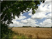 SK7487 : Field of barley below Wheatley Grange by Graham Hogg