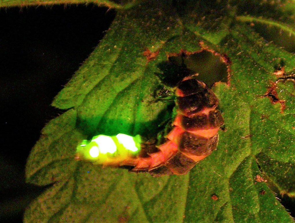 A glow worm glowing at the side of... © Patrick Roper :: Geograph ...