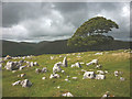 SD7399 : The big tree on Fell End Clouds by Karl and Ali