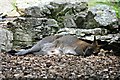 Red-necked Wallaby (Macropus rufogriseus)