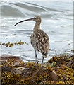 NS2073 : Curlew at Lunderston Bay by Thomas Nugent