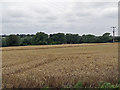 A wheatfield near Newbourne