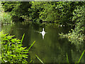 Swan on the River Itchen near Bishopstoke