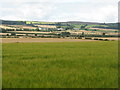 NU1037 : Barley at Elwick by M J Richardson
