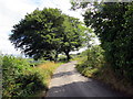 Heol fach gyda dwy ffawydden / Minor road with two beech trees