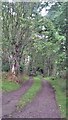 Track through woodland at Dungrianach