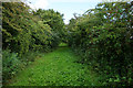 Fox Covert Lane north of Spaldington