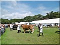 Brockenhurst, show cattle