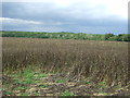 Crop field off Hastingwood Road