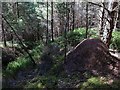 Wood ant nest, Dipton Wood