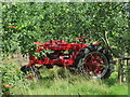 Tractor at Roger Platts Nursery