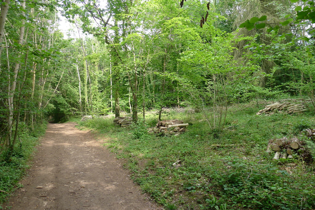 The Cotswold Way in Stanley Wood © Tim Heaton :: Geograph Britain and ...