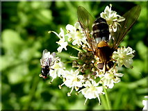 H3580 : Hoverflies, Barons Court by Kenneth  Allen