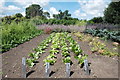 Tintinhull Garden: the lettuce plot