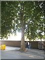 Tree on Southwark Park Road, Bermondsey