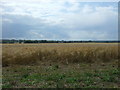 Cereal crop off Upland Road