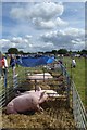 Tockwith Show: Pigs