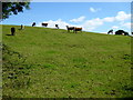 Cows on a hill, Tattyreagh