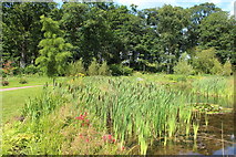 NS5320 : Bulrushes, Dumfries House Estate by Billy McCrorie
