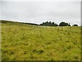 Craignant, sheep grazing