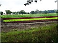 Horticulture on south side of Goostrey Lane