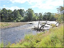 NZ2214 : River Tees below High Coniscliffe by Oliver Dixon