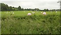 ST5228 : Pink bales by the Cary by Derek Harper