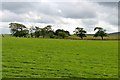 Pasture at Gorsebraehead