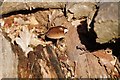 A toadstool in a woodpile, Richmond Park 