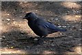 Jackdaw (Corvus monedula), Queen