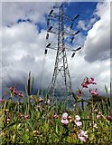 SK5702 : Electricity pylon next to the River Biam by Mat Fascione