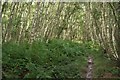 Birch woodland, Roundpond Clump, Chobham Common